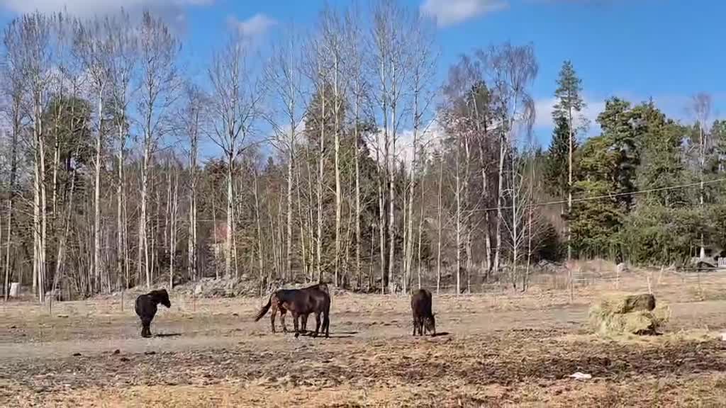 Avelshästar hästar till salu: Till salu Avel - Video 1