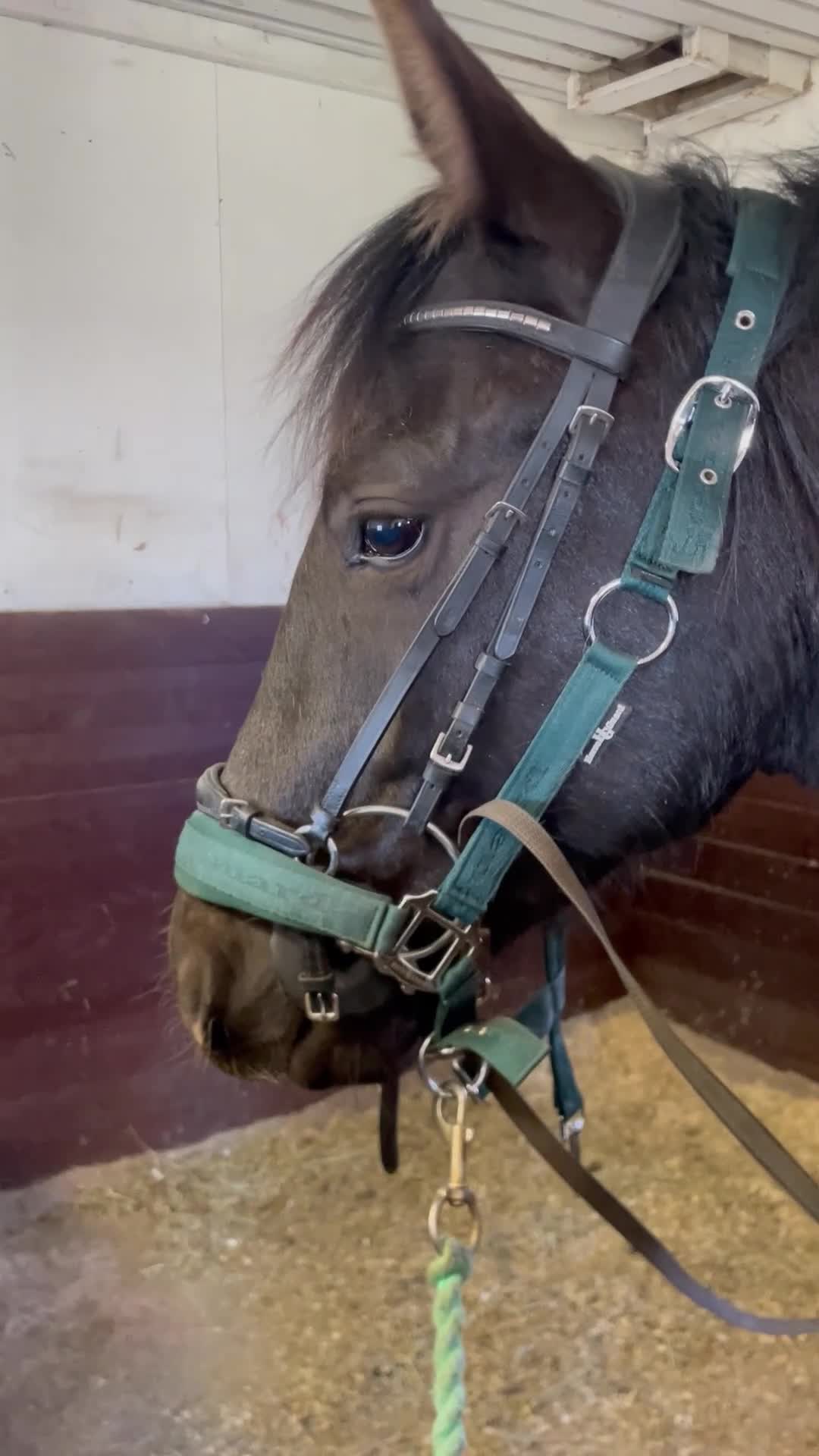 Western hästar till salu: Framtida Reining/cowhorse 💫  - Video 1