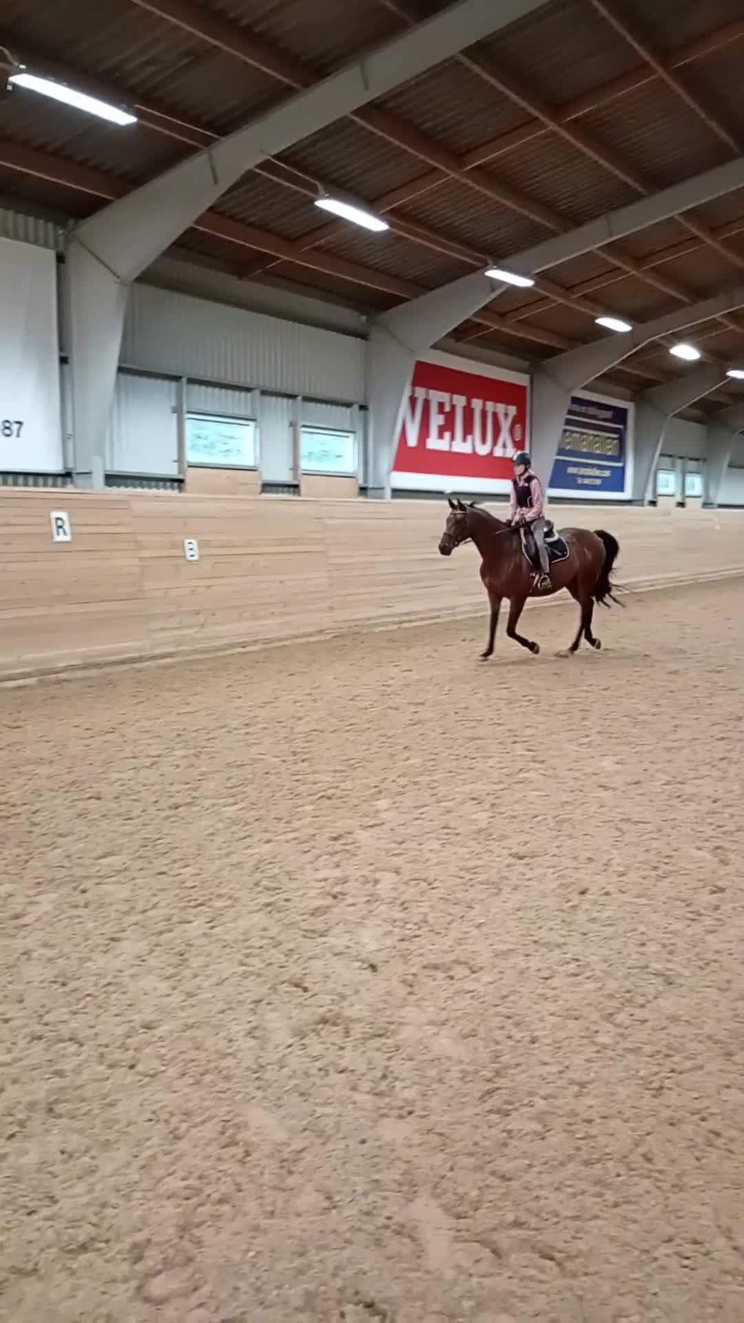 Allround hästar till salu: Välutbildad och trygg, i behov av rehab - Video 2