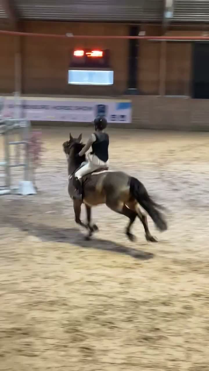 Hoppning hästar till salu: En speciell bästavän🤎 - Video 1