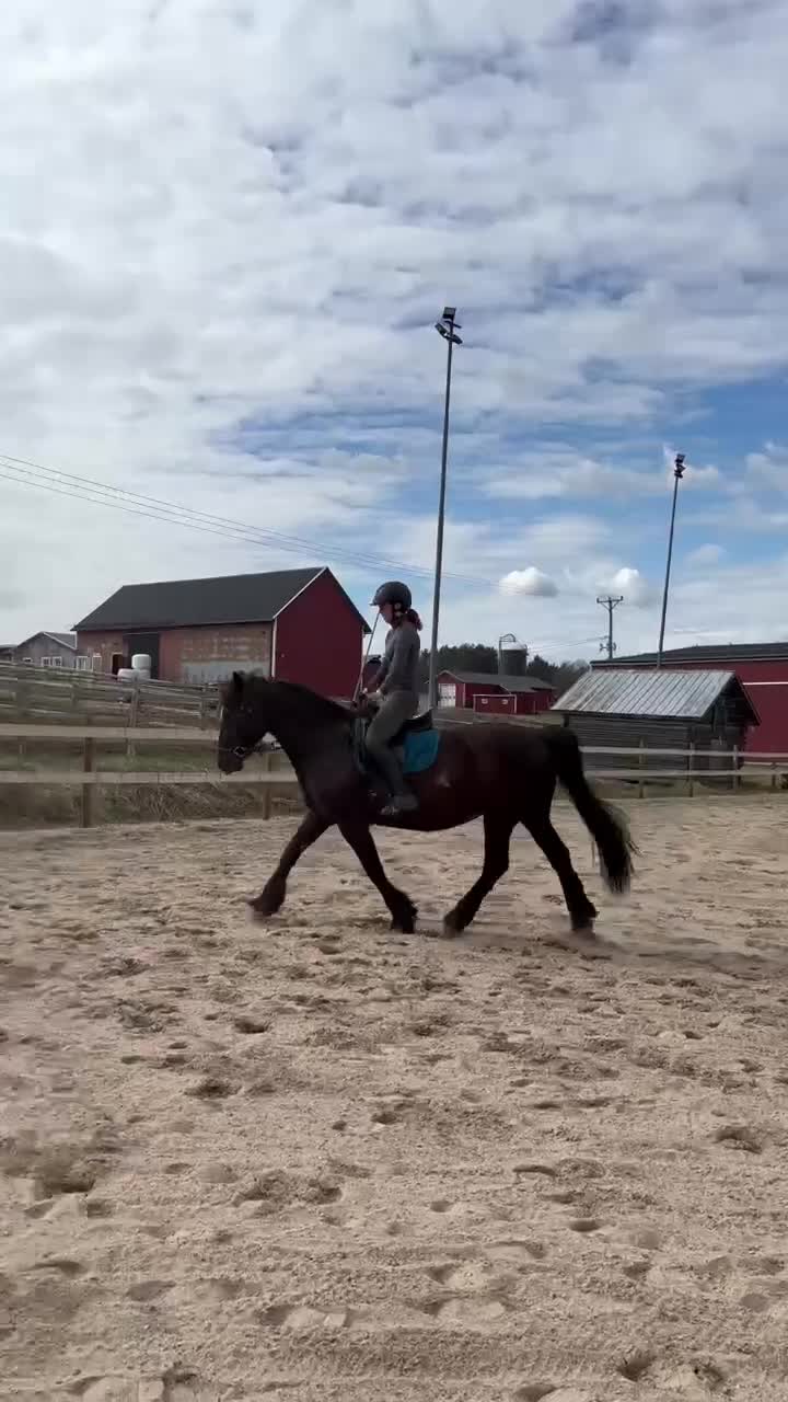 Allround hästar till salu: Trevlig hobbyhäst - Video 1