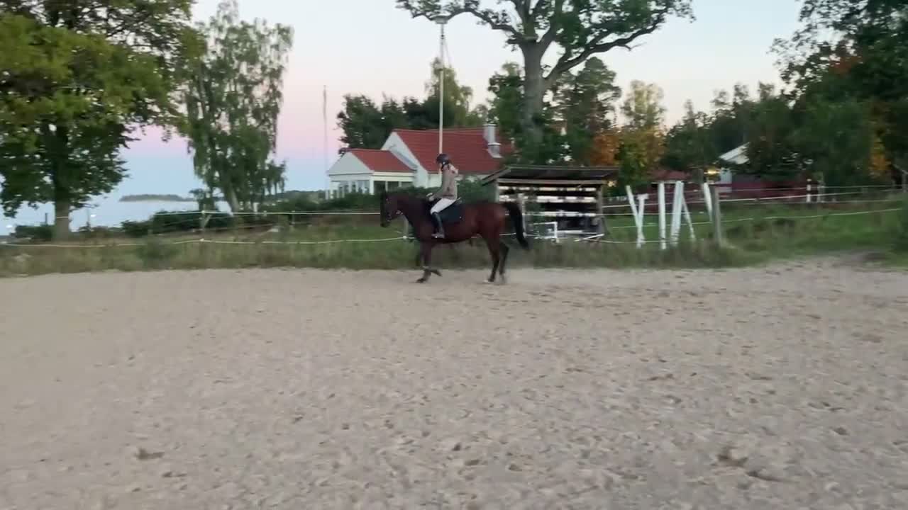 Hoppning hästar till salu: Sto för Framtiden ev byte - Video 1