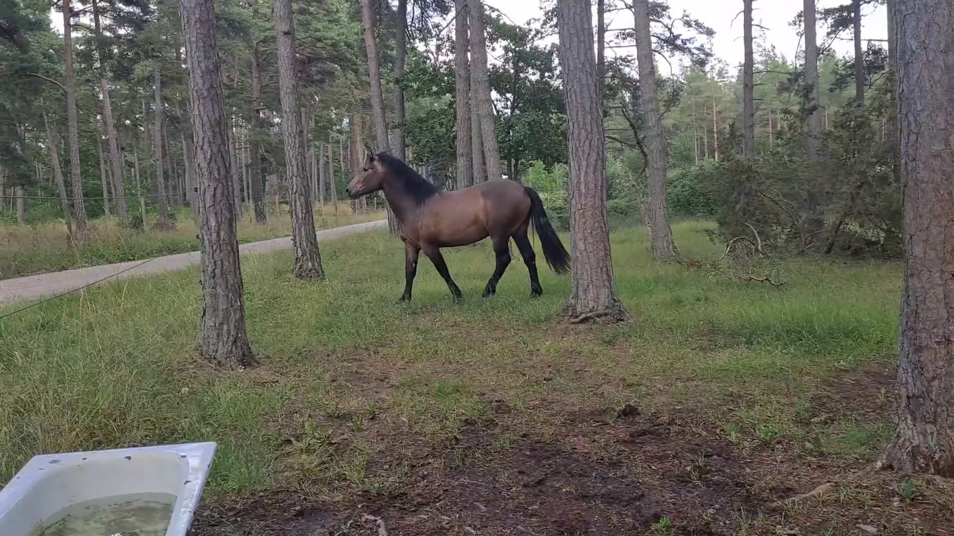 Working Equitation hästar till salu: PRE korsning Framtida bästa vännen. i Havdhem - Video 2