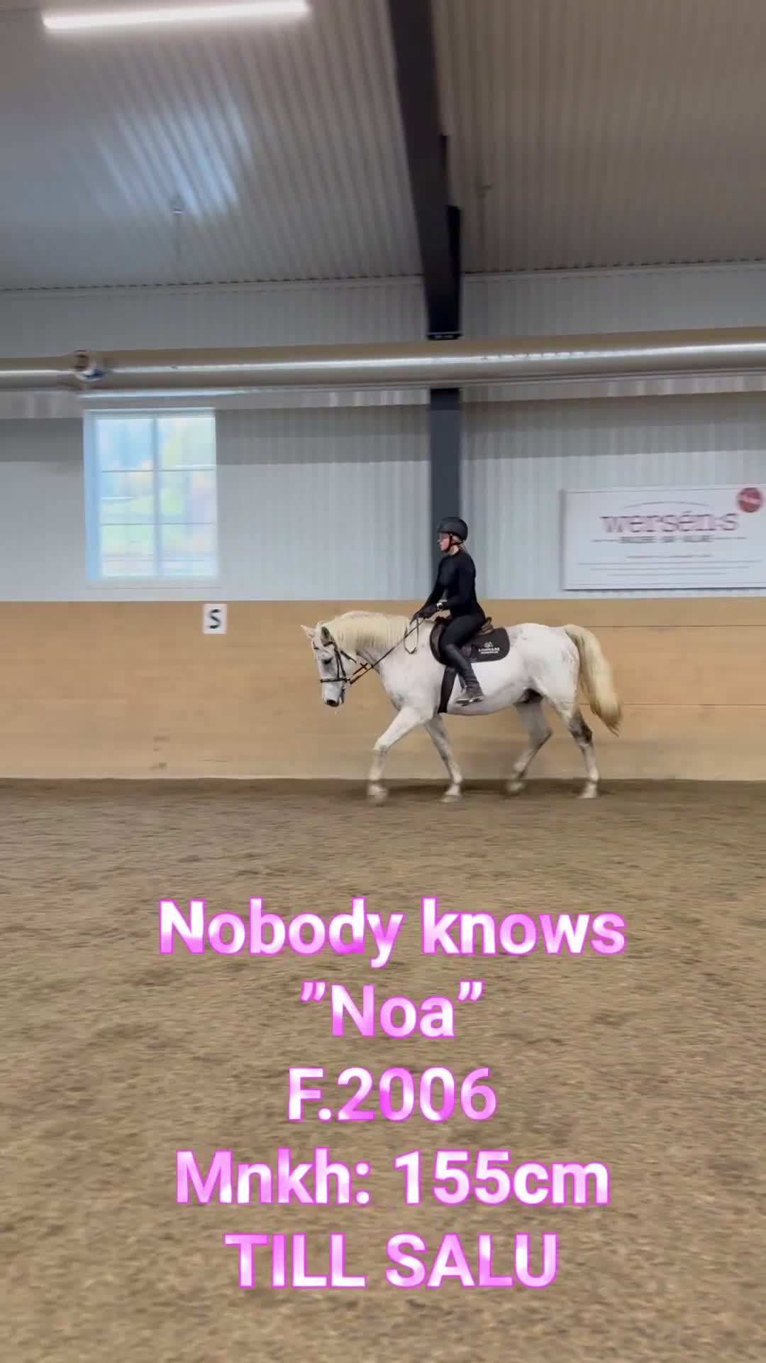 Allround hästar till salu: Vacker herre med hjärta av guld.  i Åre - Video 1