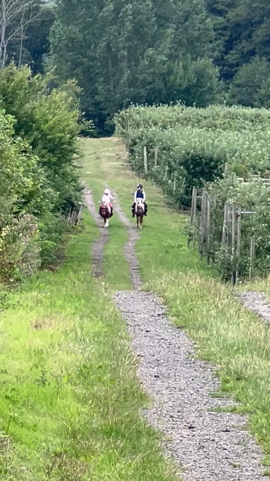 Allround hästar till salu: Underbar barnponny i Kristianstad - Video 1