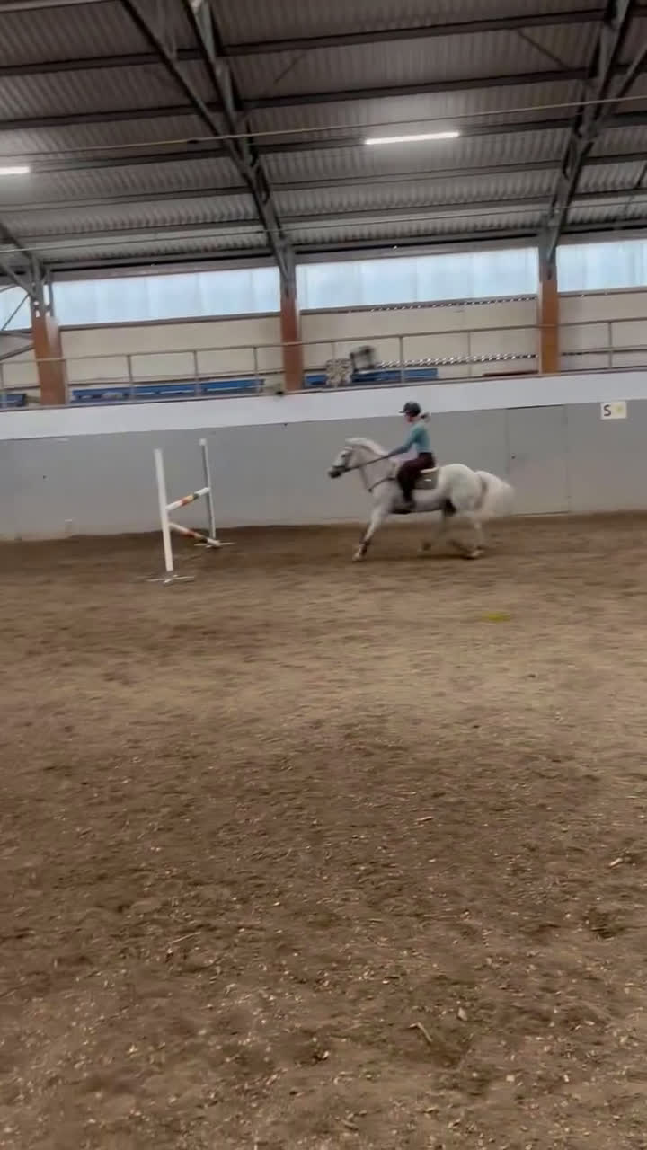 Hoppning hästar till salu: Pigg Rosettplockare i Grebbestad - Video 1