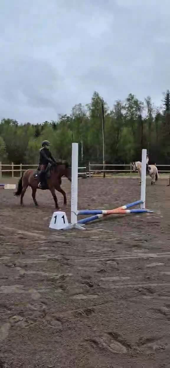 Allround hästar till salu: 🌟Sibborp’s Elwira🌟 - Video 2