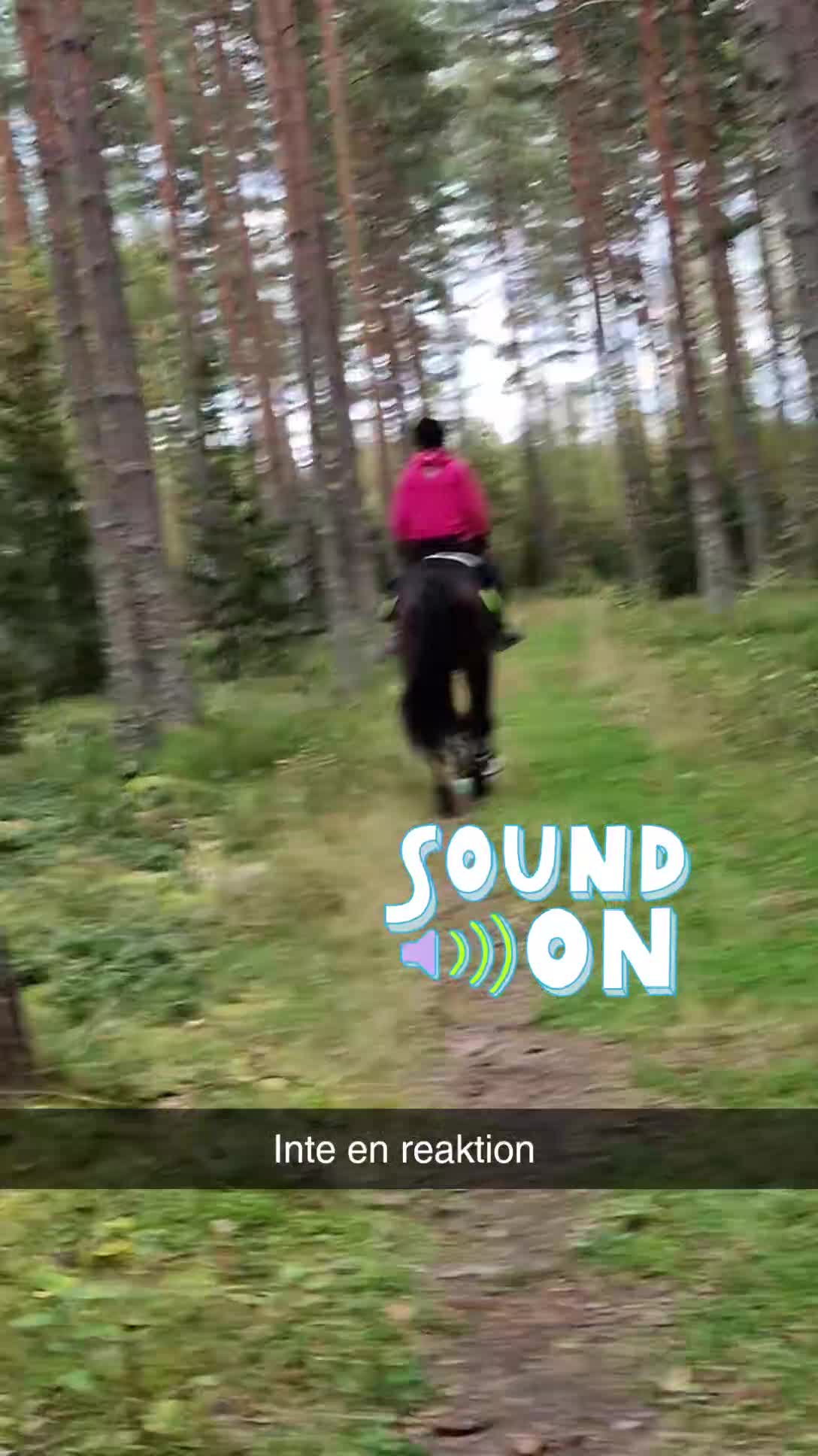  foderhäst finnes: Kärleksfull kille i Kil - Video 1