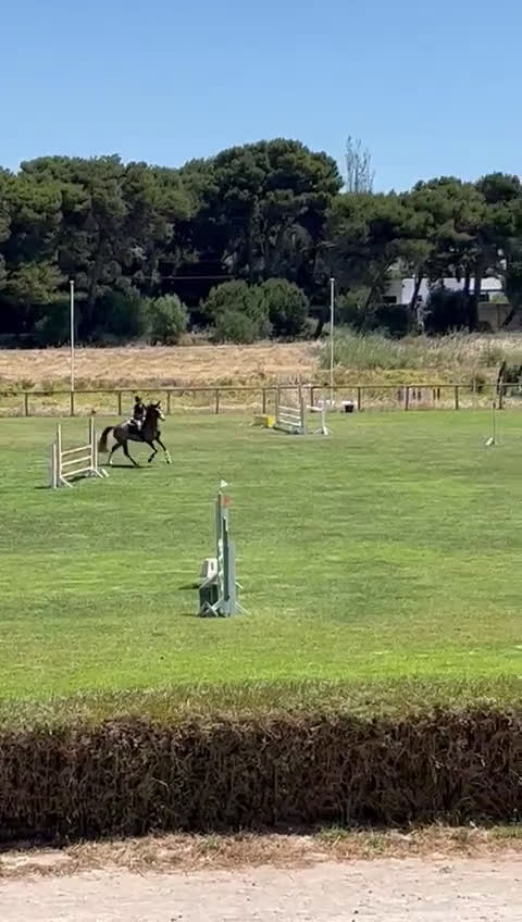 Hoppning hästar till salu: Vackraste ponnyn i Onsala - Video 1