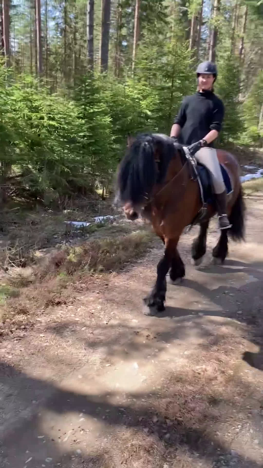 Allround hästar till salu: Nsv brukshingst säljes i Alfta - Video 2