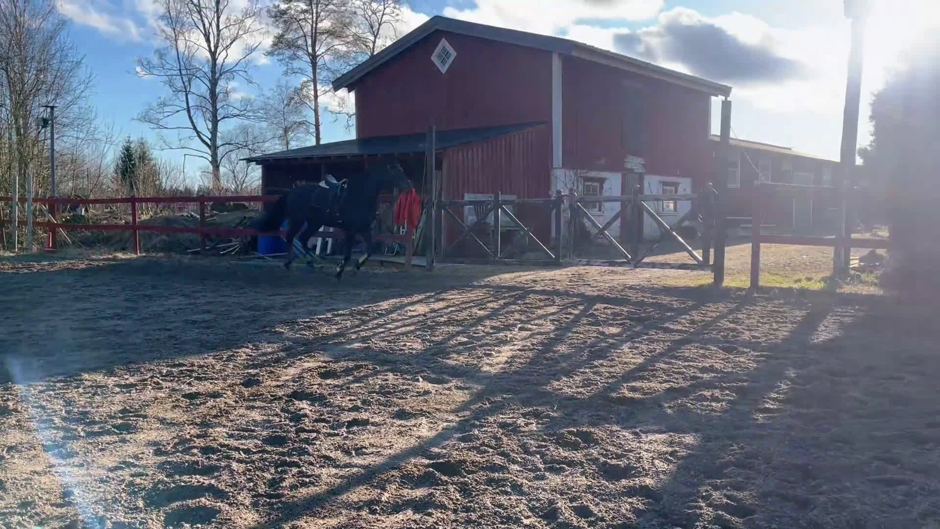 Dressyr hästar till salu: Elegant sto! - Video 2