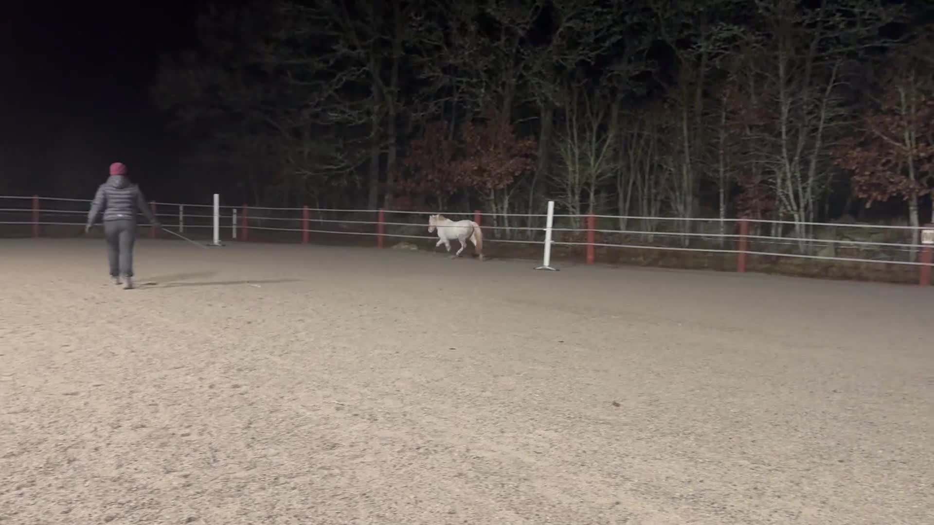 Allround hästar till salu: Supersöt B-ponny till verksamhet/tävling - Video 3