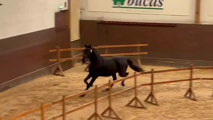 Dressyr hästar till salu: 🌟 Pascal – lovande dressyrtalang med toppstam! 🌟 i Mellösa - Video 1