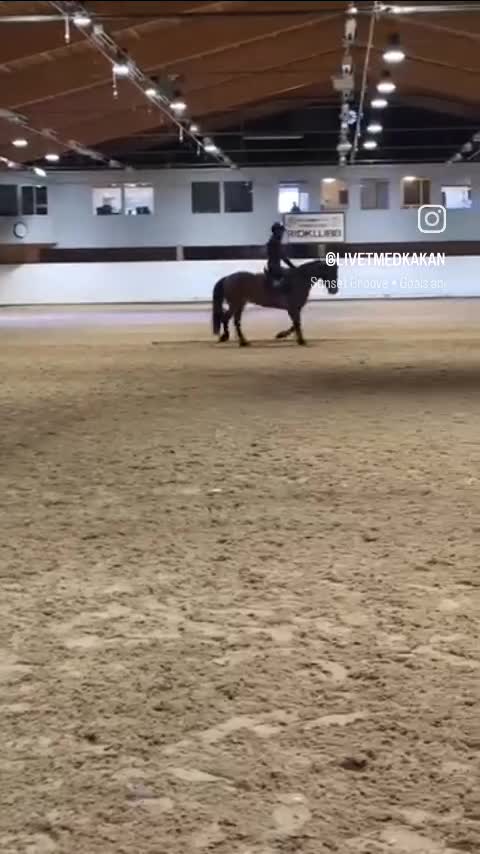 Allround hästar till salu: Bästa kompis eller tävlingsponny - Video 4