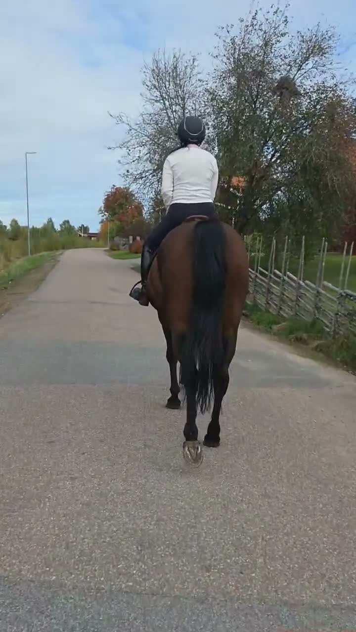Allround hästar till salu: Långtidsfodervärd sökes i Mockfjärd - Video 1