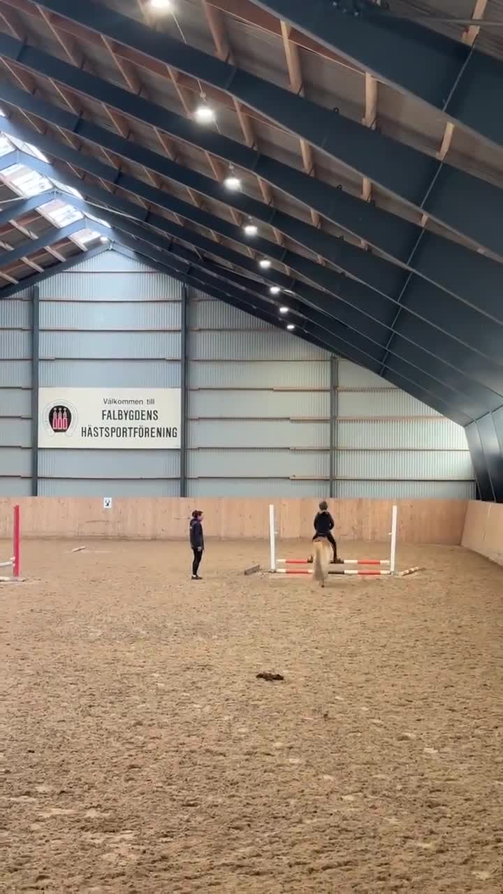 Allround hästar till salu: Älskad rid- och körponny 🌟 - Video 2