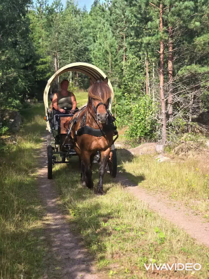 Allround hästar till salu: En härlig allround häst - Video 2
