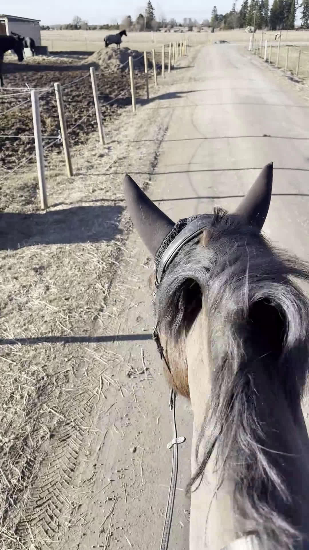 Dressyr hästar till salu: Älskade Jacken söker kärleksfullt och kunnigt hem - Video 1