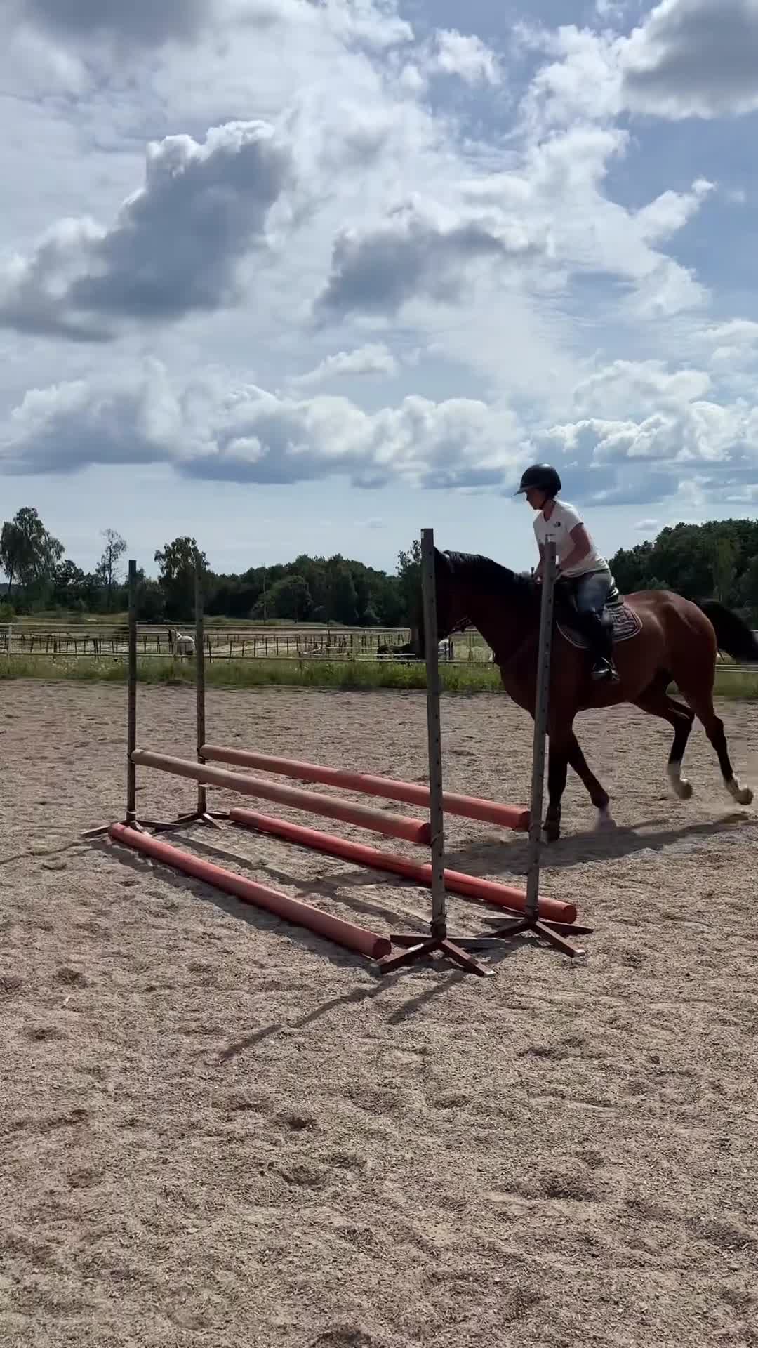 Hoppning hästar till salu: Jättefin 4-åring till salu! - Video 1