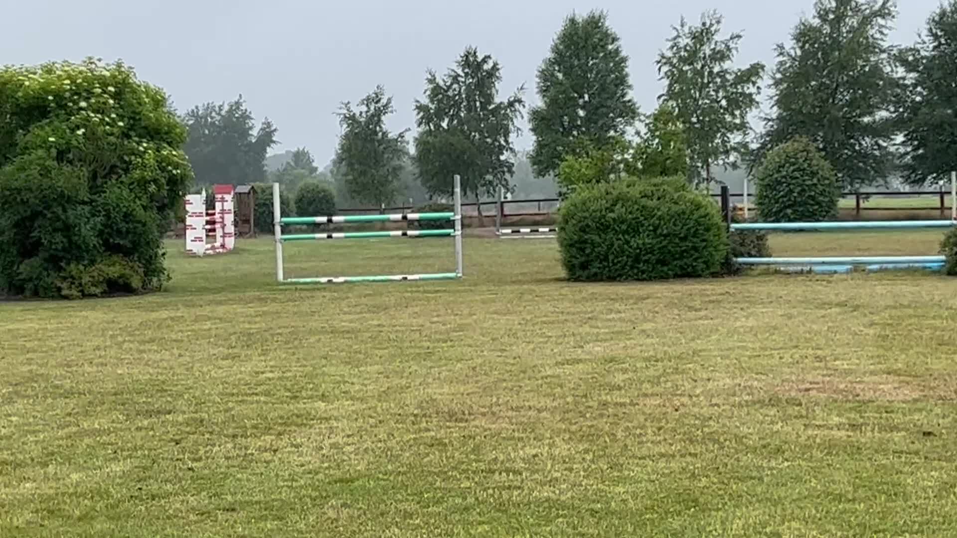 Fälttävlan hästar till salu: Fantastiskt sto säljes  - Video 5