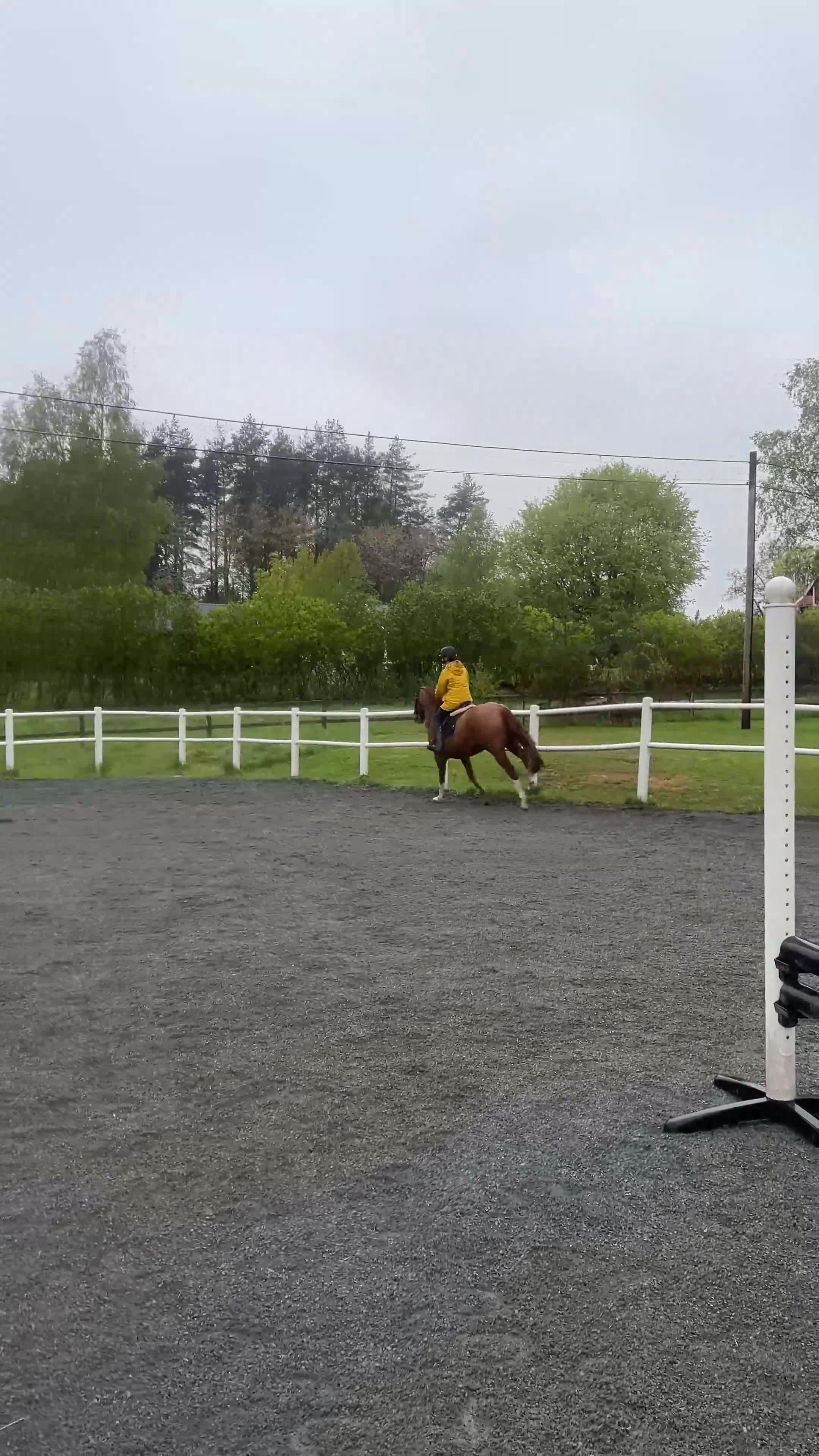 Hoppning hästar till salu: Begåvad 4-åring - Video 2
