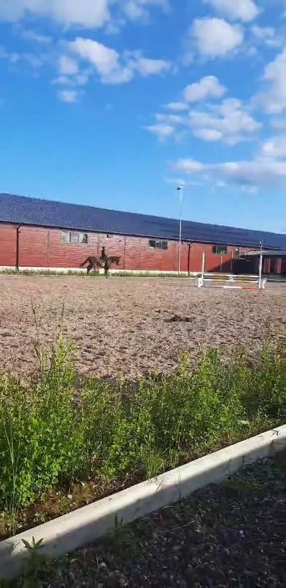 Dressyr hästar till salu: Jättefint dressyrsto säljes i Rosvik - Video 3