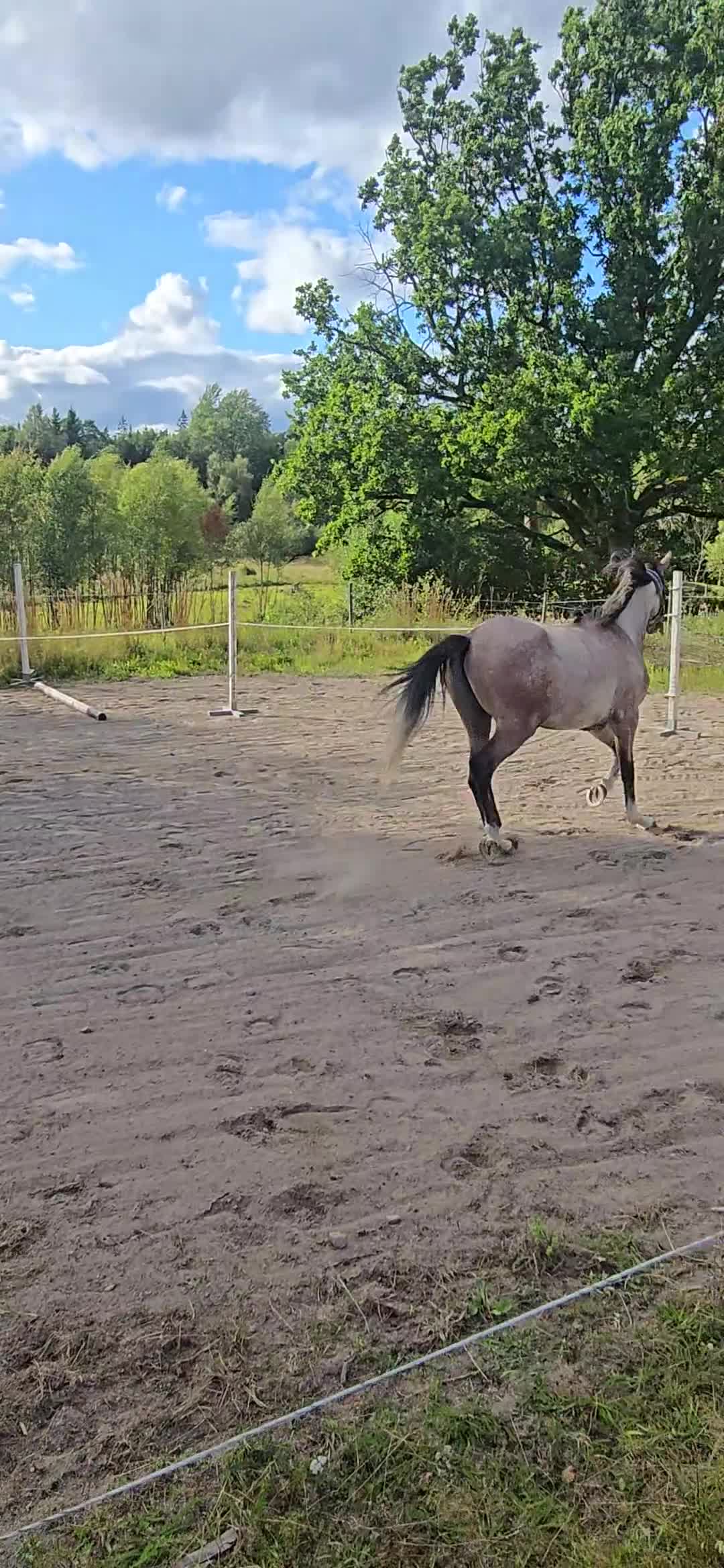 Allround hästar till salu: Lovande 3 årig swb valack - Video 2