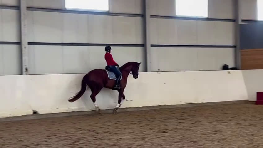 Dressyr hästar till salu: Fantastiskt fint sto 💛 i Fjärås - Video 1