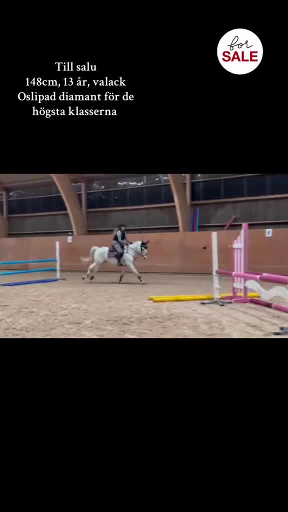 Fälttävlan hästar till salu: 💎Oslipad diamant💎 i Harplinge - Video 1
