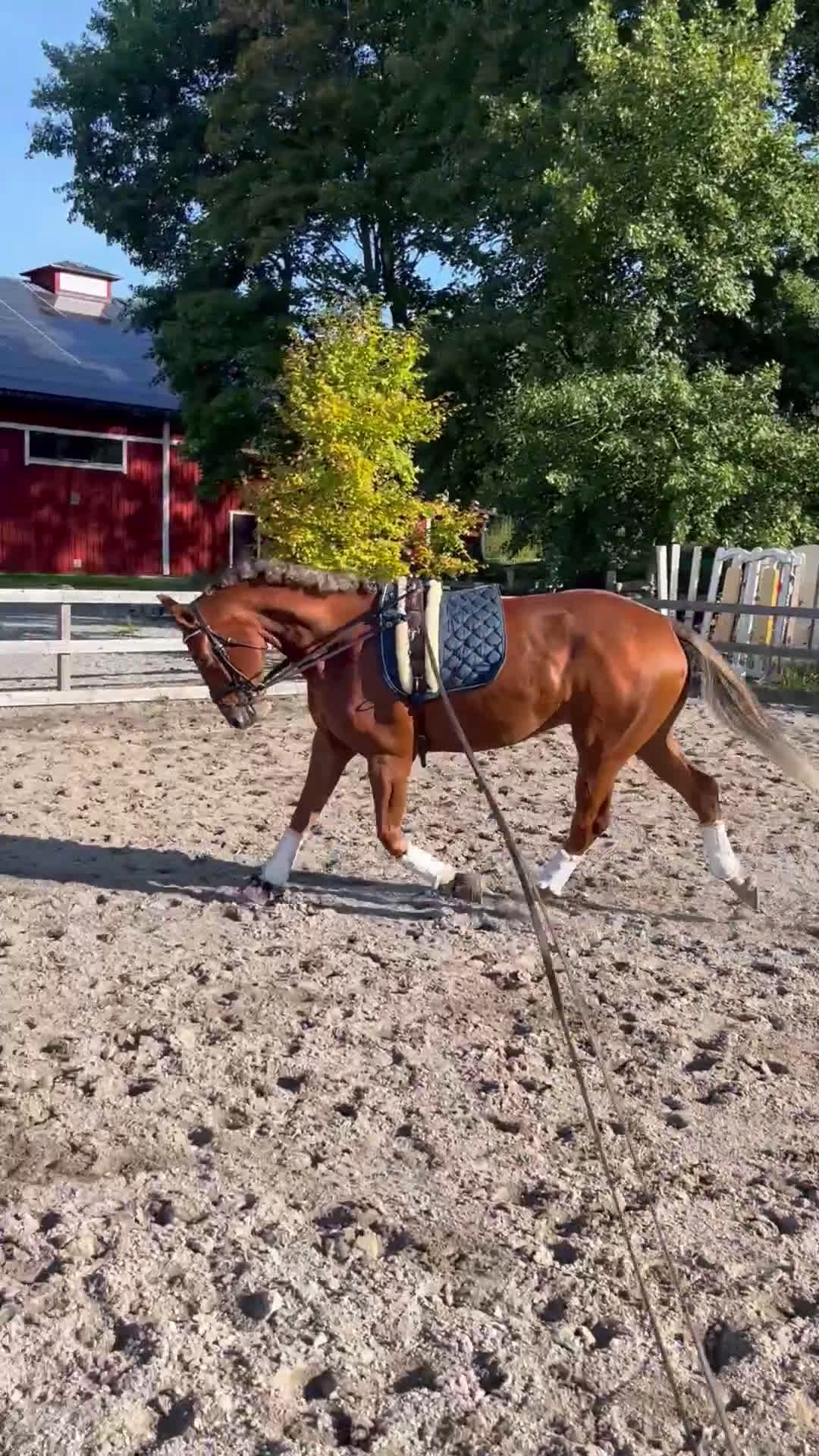 Dressyr hästar till salu: Unghäst med underbart temperament  i Rimbo - Video 4