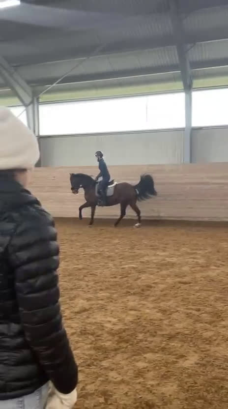 Allround hästar till salu: Nätt sto som vill fortsätta utvecklas i Stigtomta - Video 1