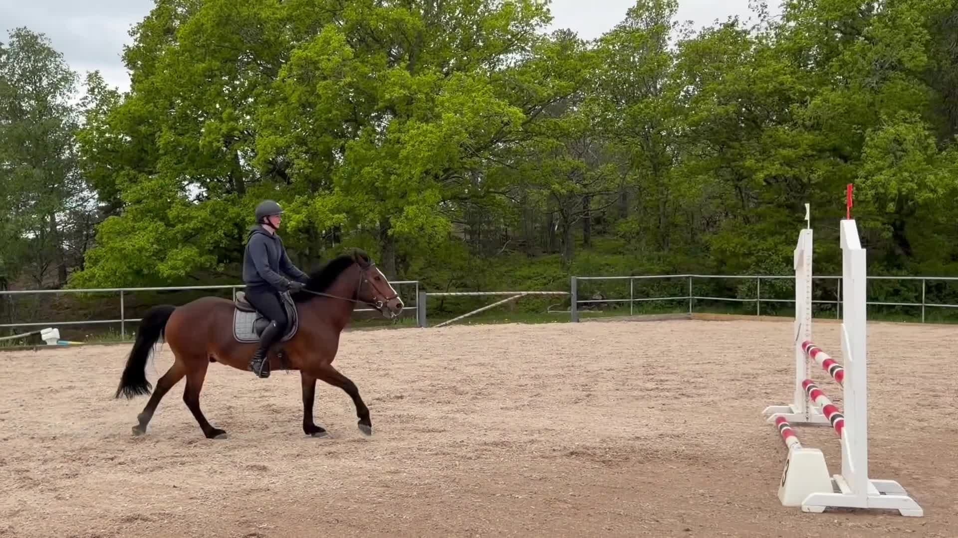 Allround hästar till salu: Trevlig C-ponny till salu  - Video 1