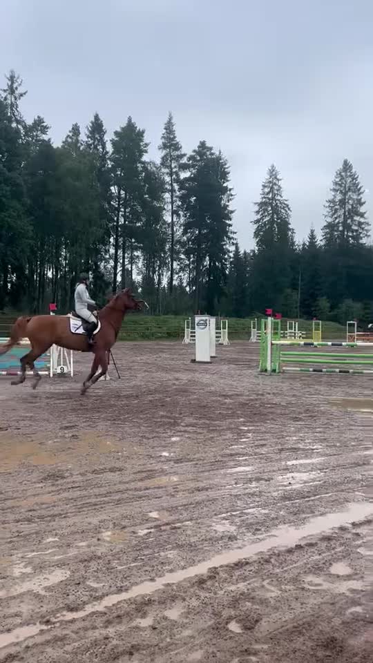 Allround hästar till salu: Trevligt sto - Video 1