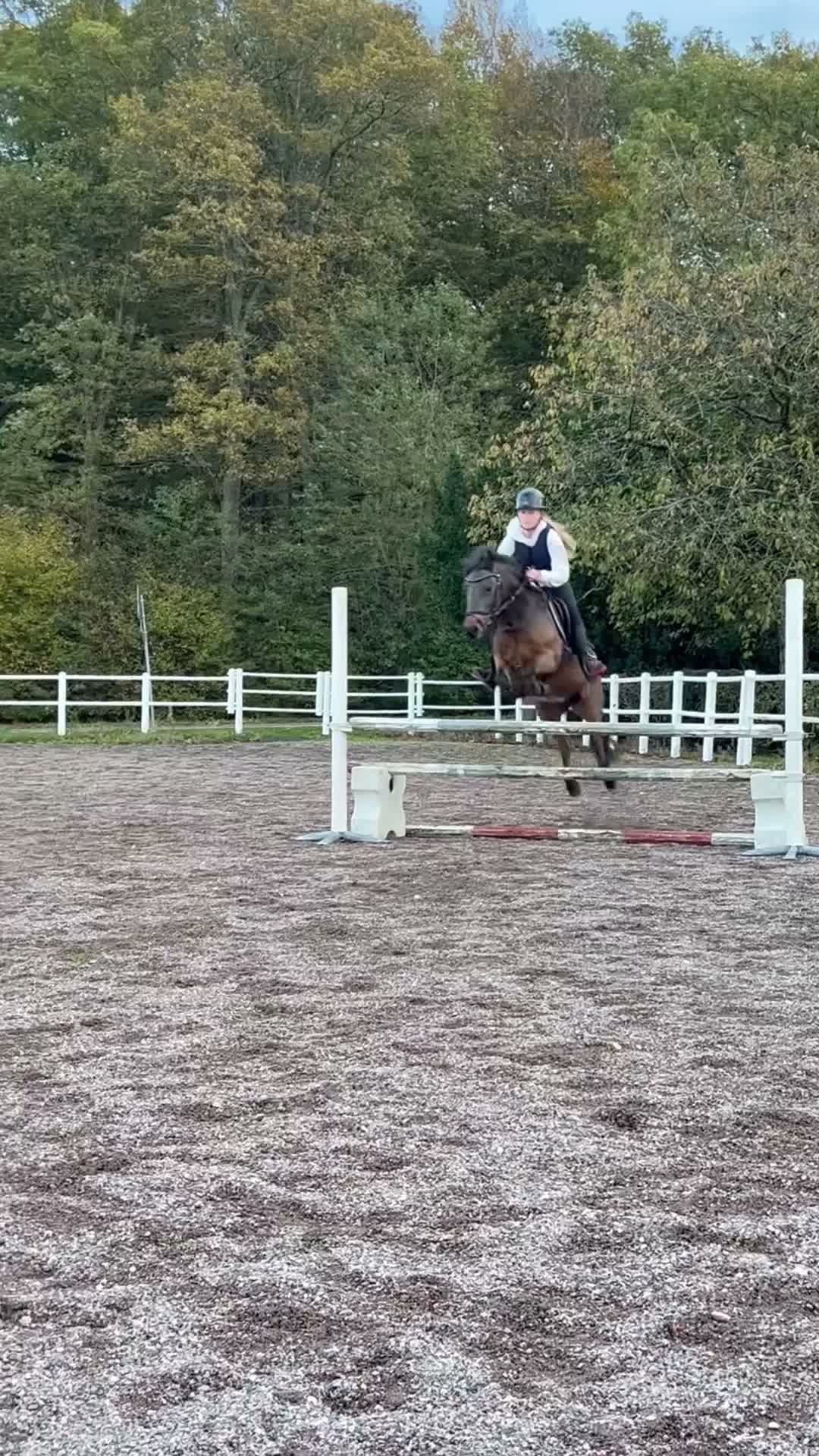 Hoppning hästar till salu: Talangfull b ponny - Video 5