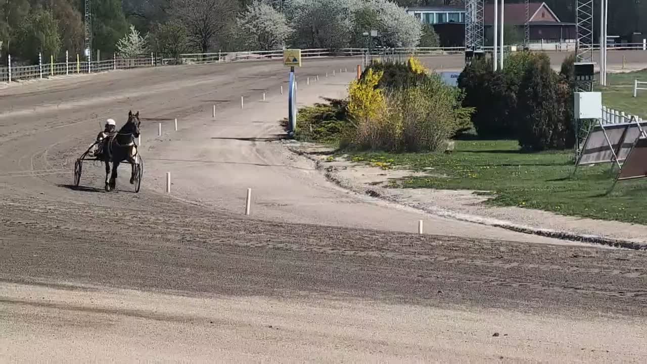 Trav hästar till salu: Premieklar 2 åring  i Sölvesborg - Video 2
