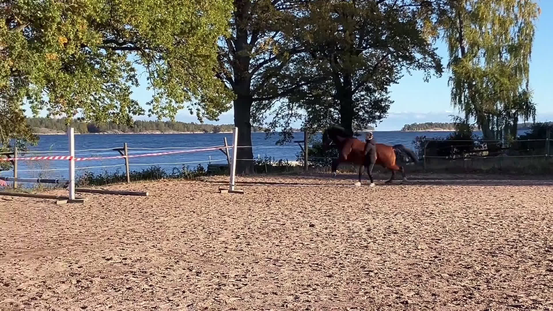 Hoppning hästar till salu: Lovande Valack i Västervik - Video 3