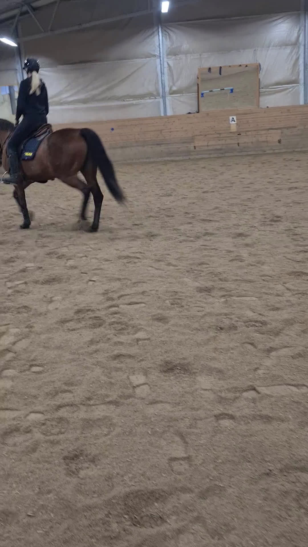  foderhäst finnes: Snällaste ridtravaren i Pajala - Video 3