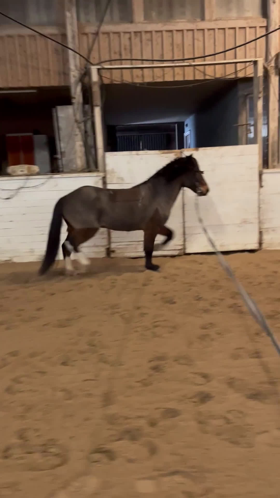 Island hästar till salu: Talang i Kalmar - Video 4