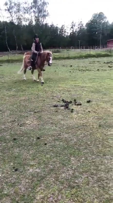  medryttarhäst sökes: Hästägare titta hit!!!❤️ I södra Stockholm!!!!❤️❤️ i Trångsund - Video 1