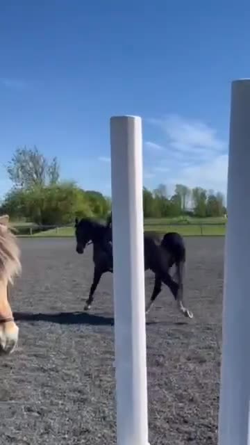 Dressyr hästar till salu: Välutbildad dressyrponny i Stånga - Video 1
