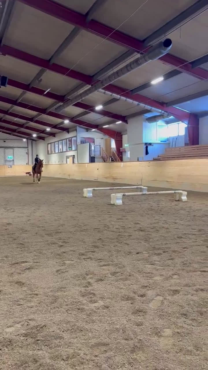 Hoppning hästar till salu: Hopphäst i Njurunda - Video 1