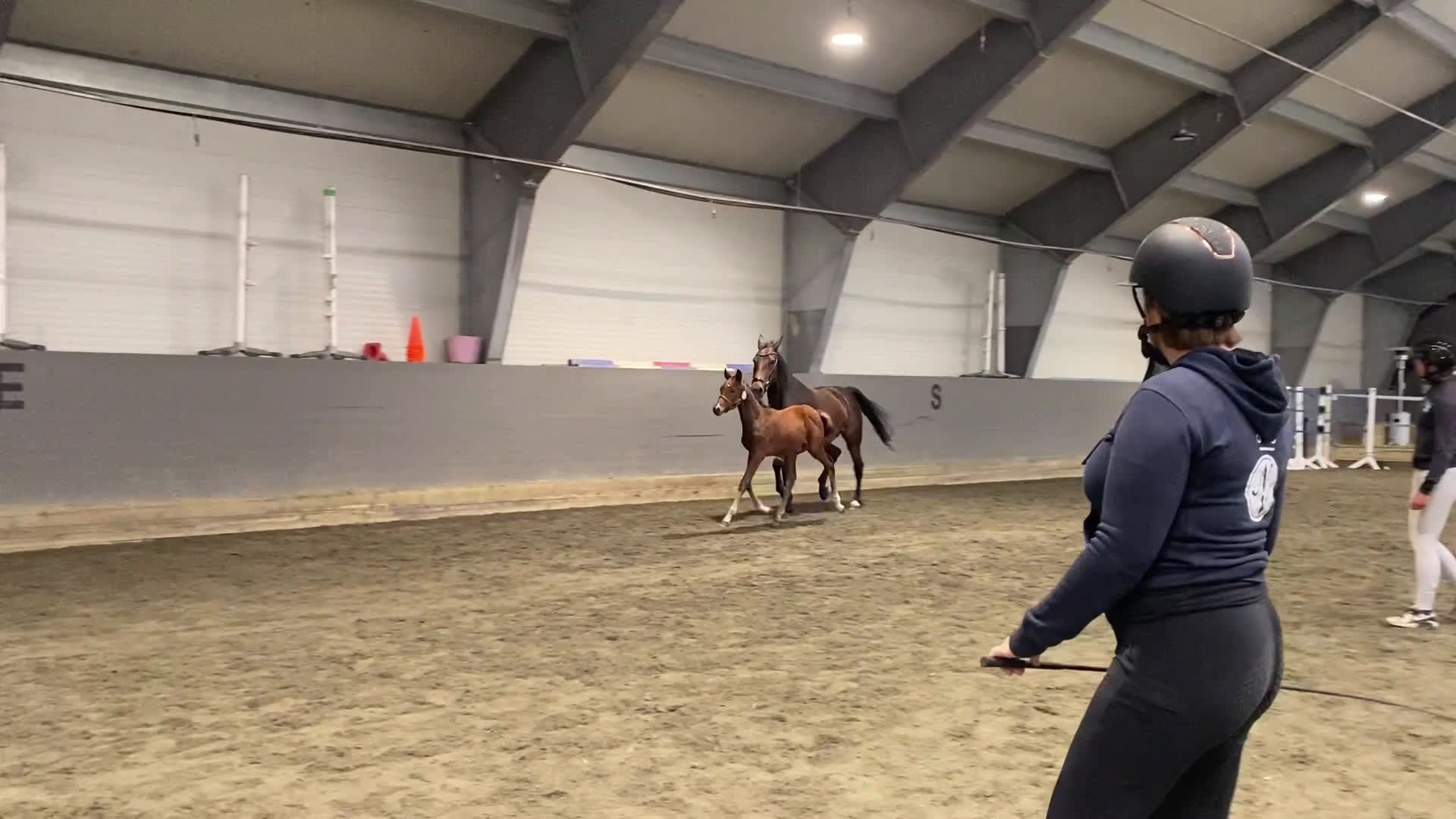 Dressyr hästar till salu: Flott hoppeføll selges! i Sagstua - Video 1