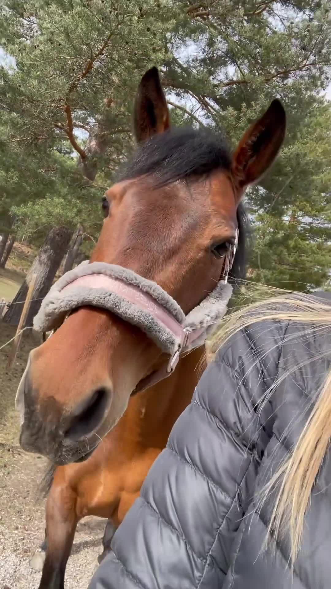 Allround hästar till salu: Ponnyn med hjärtat av guld❤️‍🔥 i Kilafors - Video 3