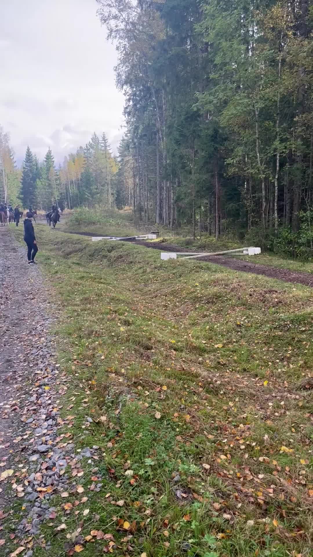 Allround hästar sökes: Häst sökes eller långtids foderhäst  - Video 2