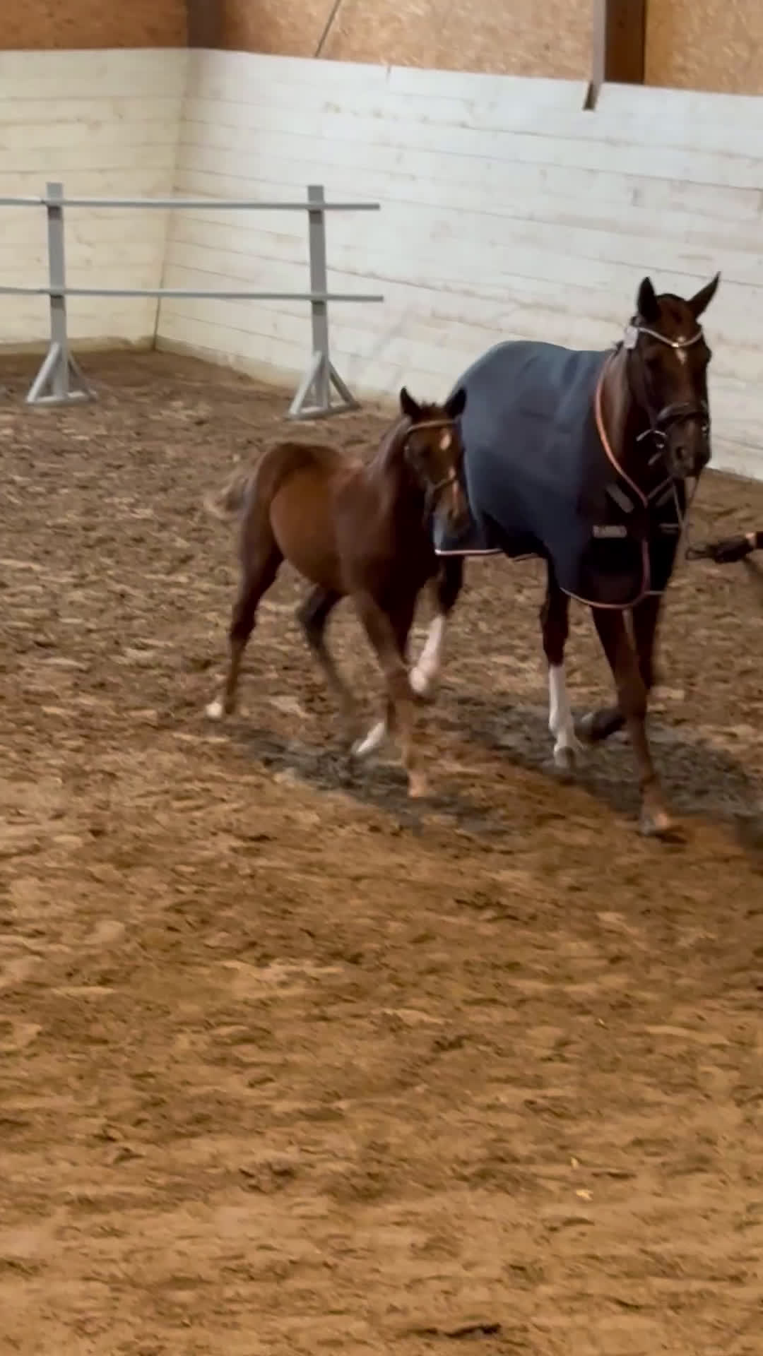 Dressyr hästar till salu: Vackert stoföl efter Serious i Runhällen - Video 2