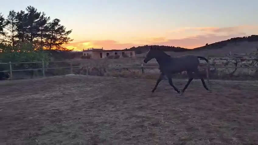 Allround hästar till salu: Fantastiskt trevlig PRE hingstföl! i Padul - Video 3