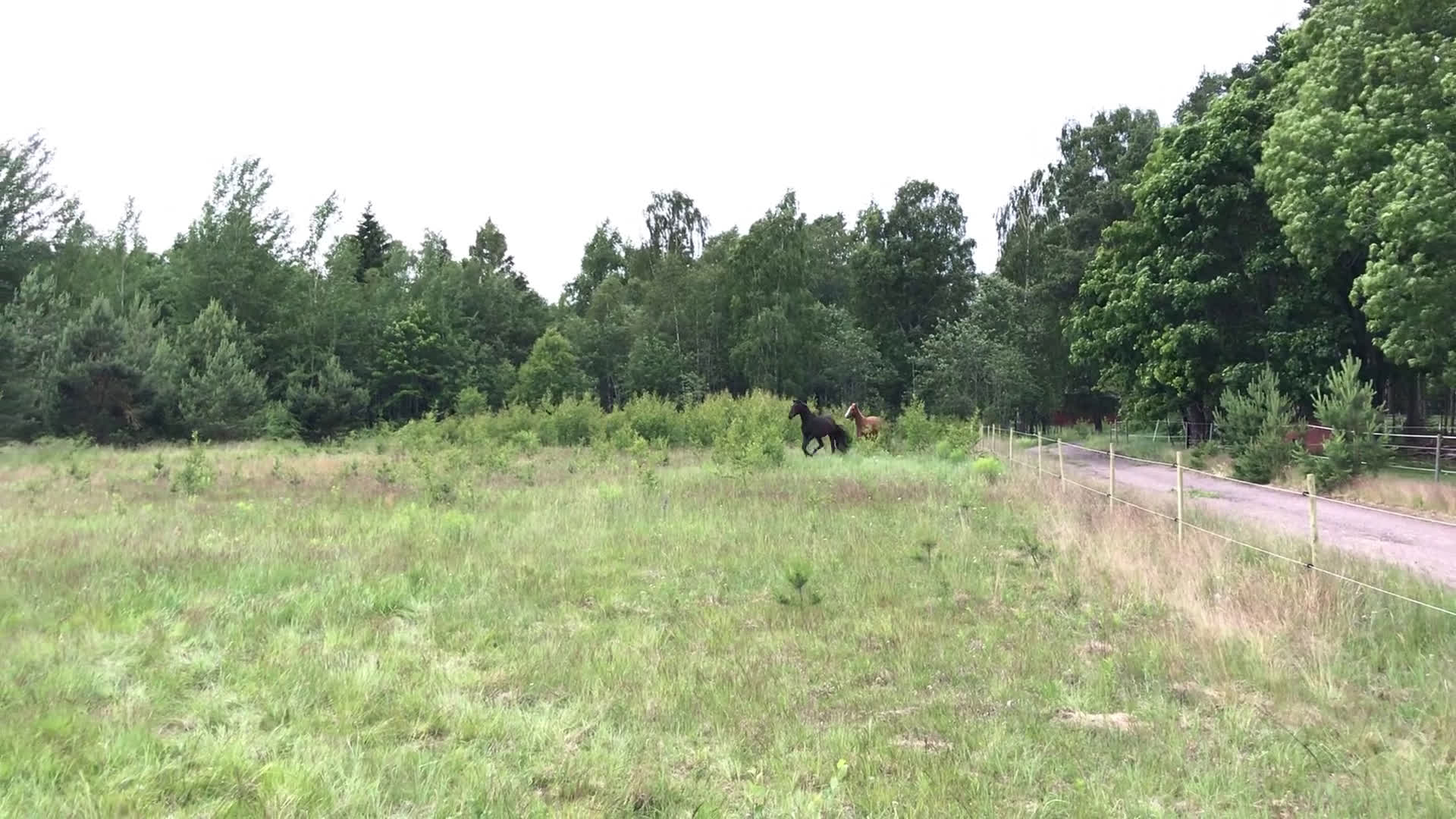 Allround hästar till salu: 4-årigt sto säljes/utlånas i Kil - Video 2