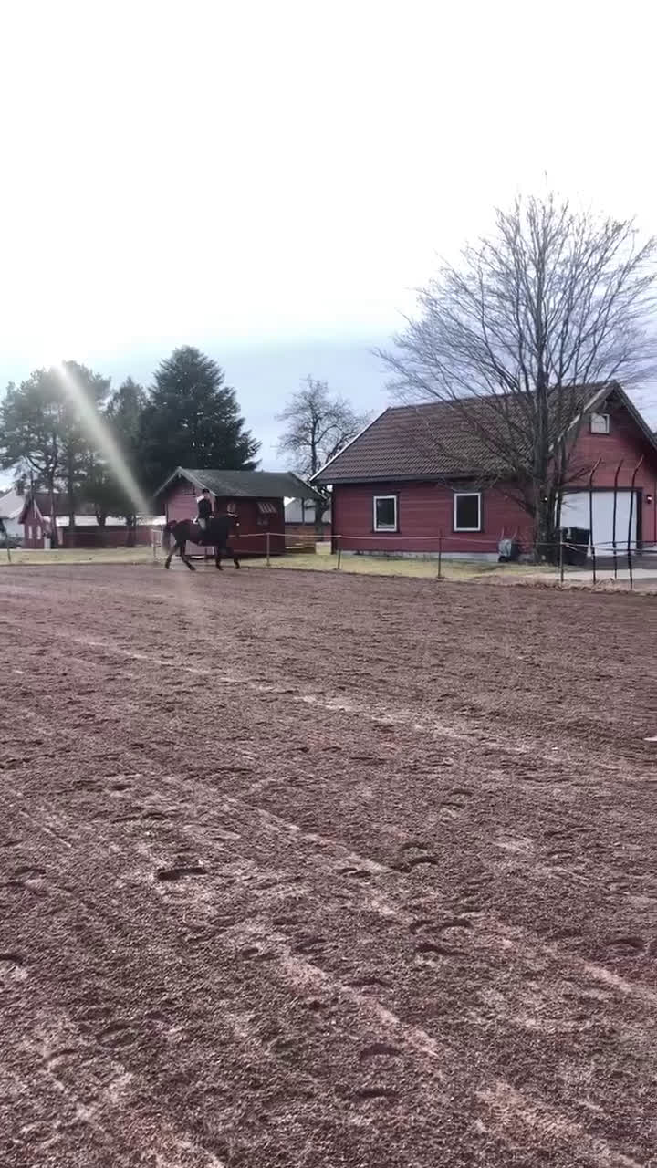 Allround hästar sökes: Söker liten häst/ponny til för-alltid-hem i Vear - Video 1
