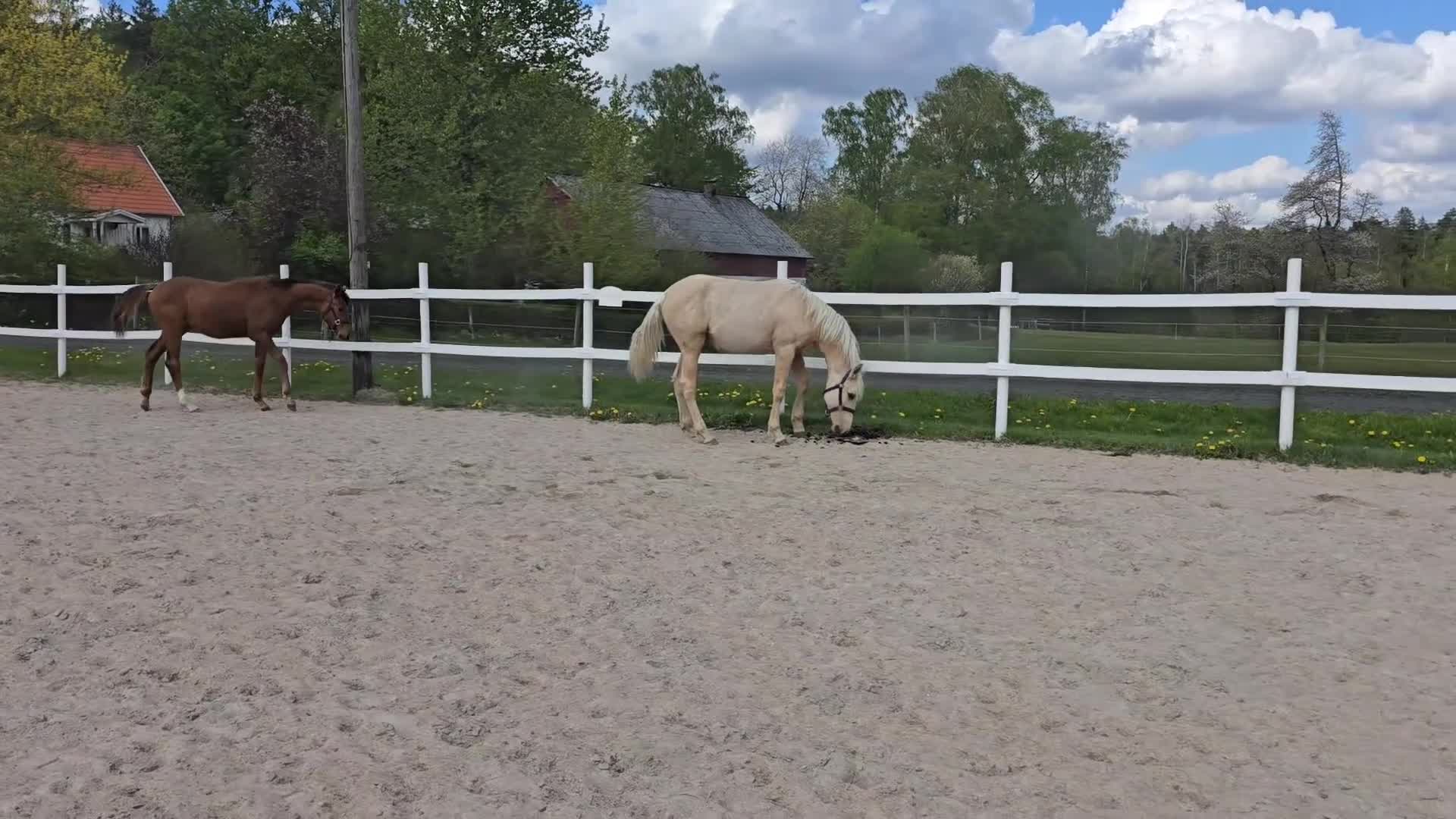 Allround hästar till salu: Sagohäst med ljuvligt temperament  - Video 3