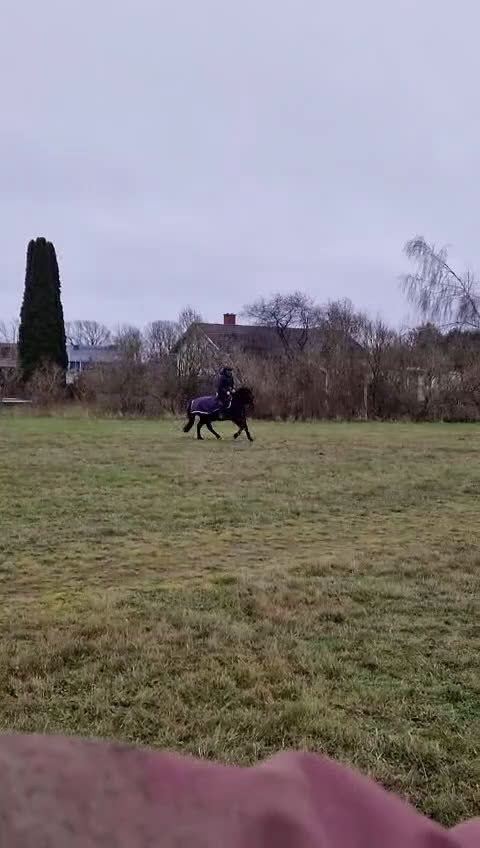 Allround hästar till salu: New forest sto söker bästa vän - Video 1